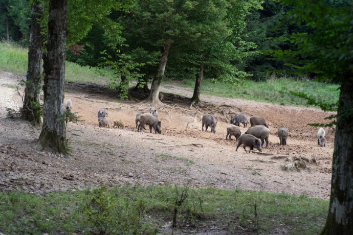 Groupe de chochons sauvages dispersés dans une zone sans herbe dans une forêt.