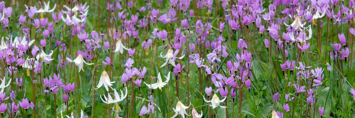 A close up of a green meadow filled with uniquely shaped purple and white flowers.