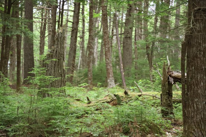 Forêt composée de nombreux arbres et de multiples fougères.