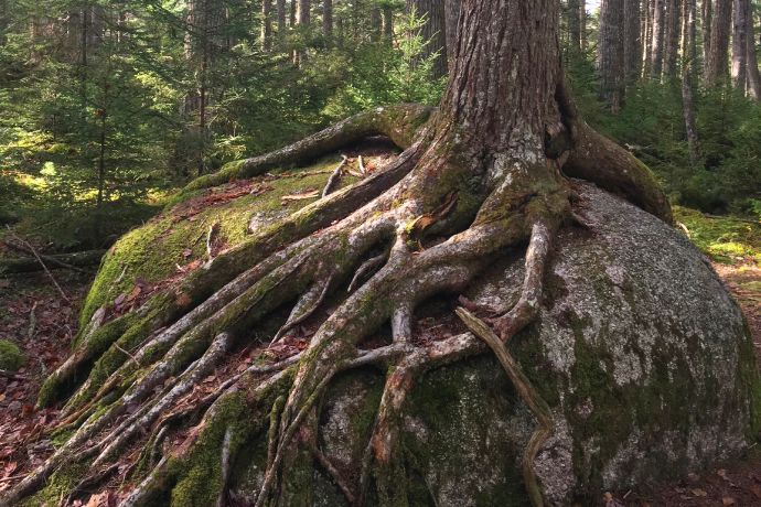The thick roots of a large tree have grown overtop of a large moss-covered boulder in the forest.