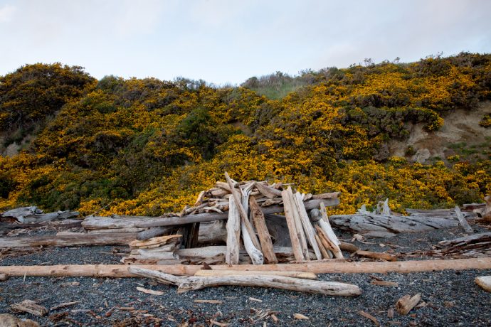 Un rivage de galets presque entièrement recouvert d’arbustes verts et denses aux fleurs jaunes.