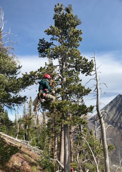 A Parks Canada staff person is harnessed mid way up a tall evergreen tree.