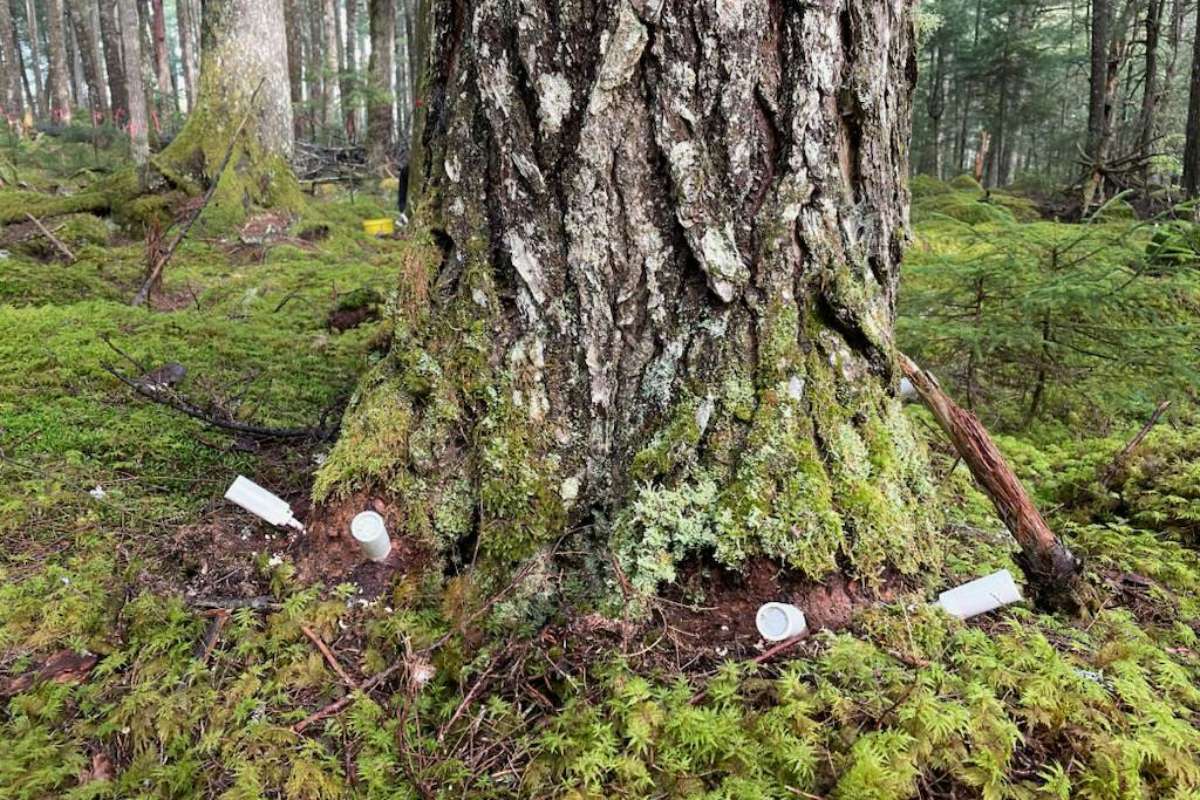 Four vials are sticking out of the base of a large tree trunk in a moss covered forest.