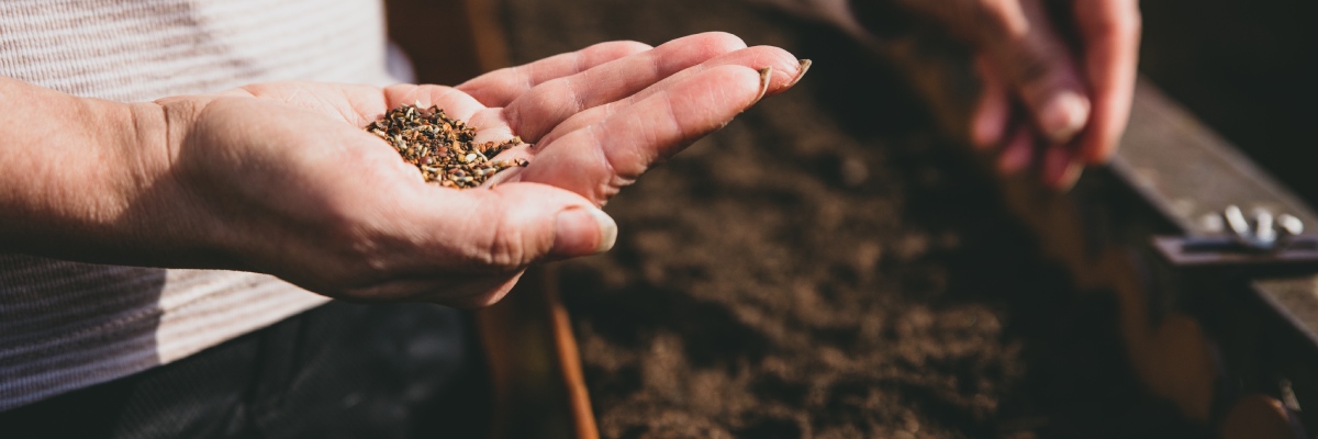 A close up of a person holding seeds and planting them into the soil.