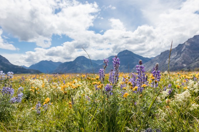  Un champ de fleurs sauvages violettes, blanches et jaunes, entouré de montagnes.