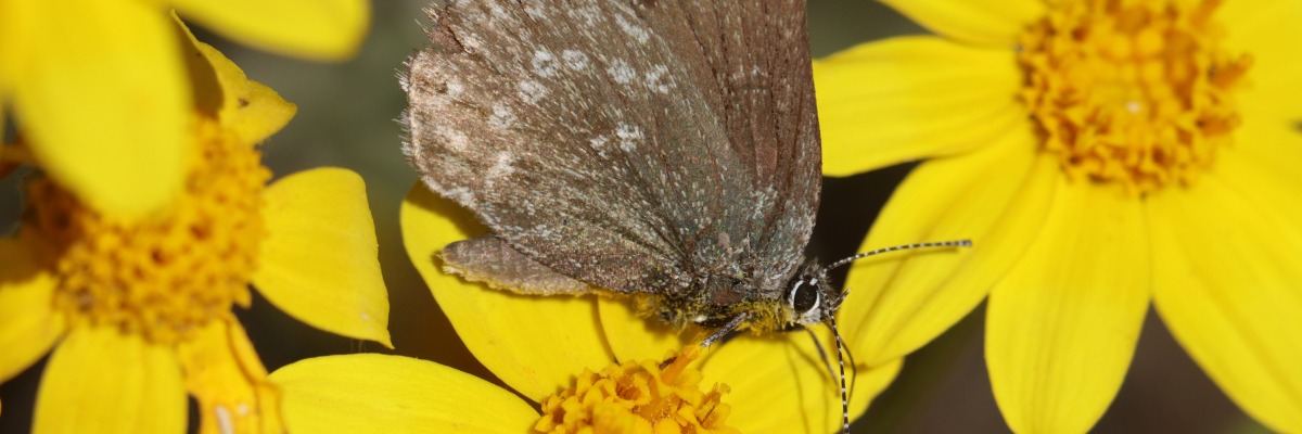 A closeup of a brown butterfly on a yellow flower