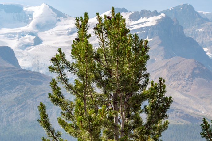 The top of an evergreen tree with a snow-capped mountain in the background.