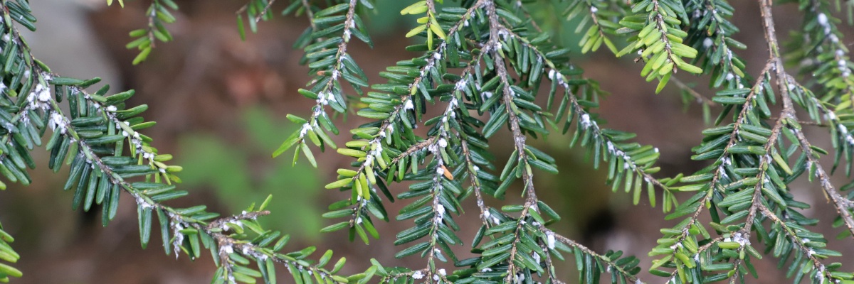 A close up of the branches of an evergreen tree with clusters of white dots covering the branches.