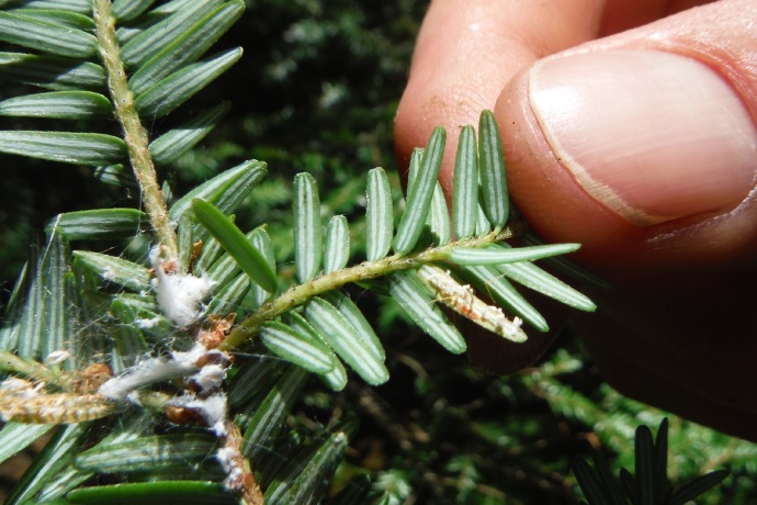 A close up of an evergreen tree branch with white clusters covering the stem.