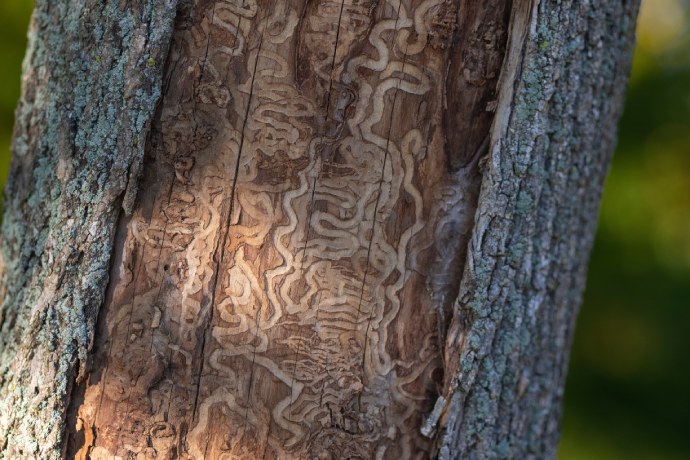 Gros plan sur un tronc d’arbre. Son écorce a disparu. Des sillons tourbillonnants sont visibles sur le tronc exposé. 