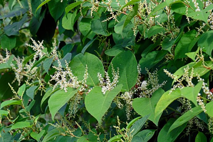 Grappe dense de feuillage large avec de petites fleurs blanches.