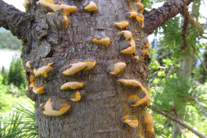 Des plaies de couleur orange suintent du tronc d'un arbre, dont l'écorce se détache.