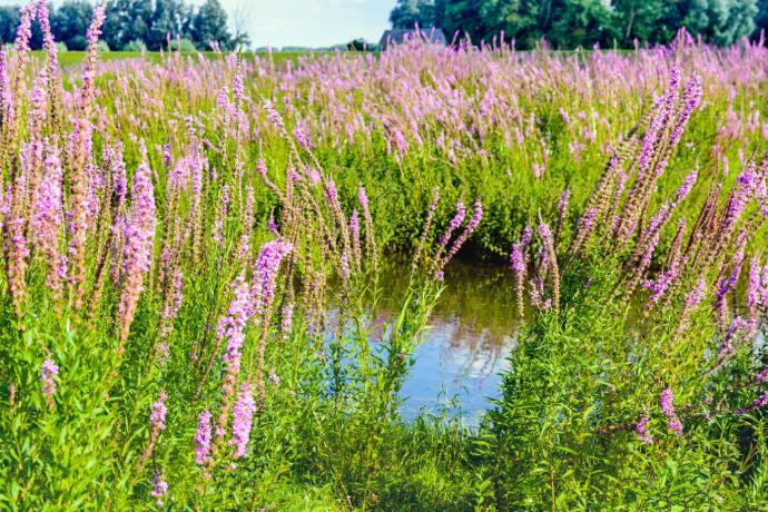 A dense growth of purple flowers crowds out the open water habitat of a pond.