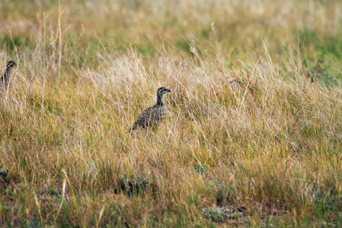 A close up of a medium sized brown bird standing in golden coloured grass.