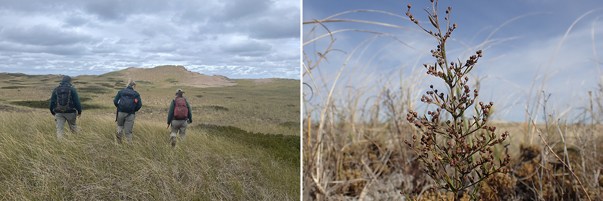 Left Photo - Trois employés de Parcs Canada marchent à travers un champ d’herbe, de dos à la caméra. Ils portent tous de gros sacs à dos et un uniforme de Parcs Canada. Le ciel est nuageux et gris, et l’herbe s’étend loin à l’horizon. Right Photo - Une grande plante de pinweed brune se tient au centre de l’image. D’autres plantes brunes et des branches se trouvent derrière elle. Le ciel est bleu et dégagé en arrière‑plan.