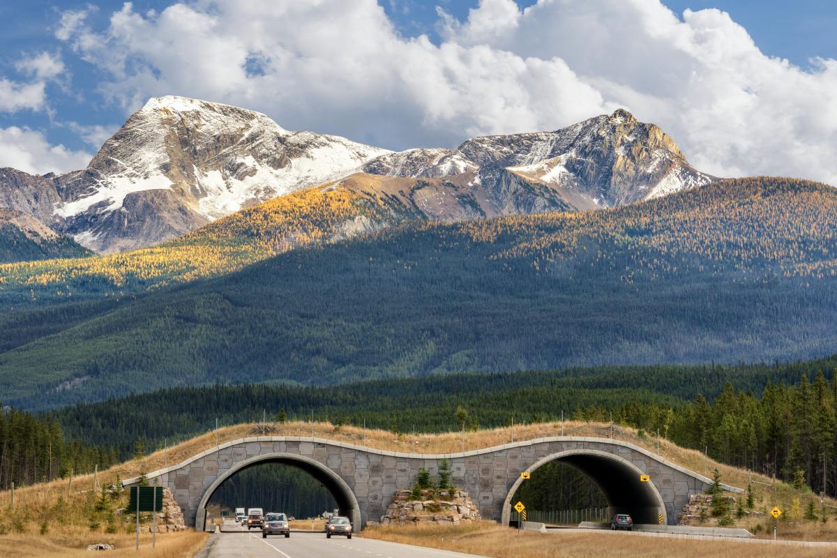Vue depuis l’autoroute à quatre voies d’un passage supérieur pour animaux sauvages, avec en arrière-plan, des montagnes enneigées et boisées.