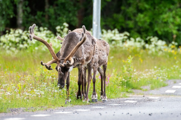 A caribou with large velvet antlers munches on grasses and flowers on the side of the road.