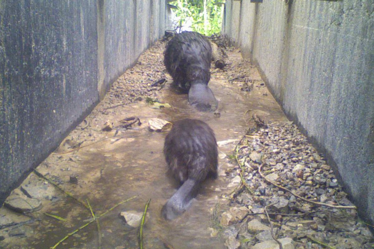 The backs and tails of two beavers walk on the dirt floor of a well lit square-shaped tunnel toward the other side. 