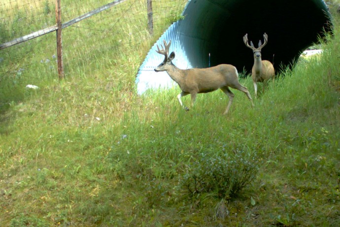 Two deer with small antlers exit a metal underpass toward a fence.