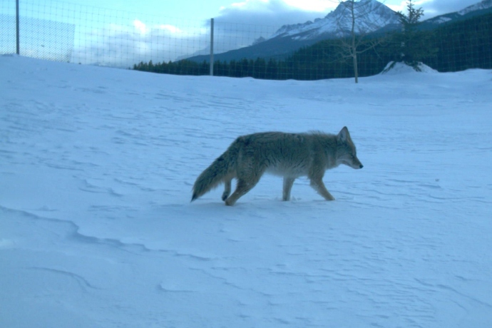 A grey wolf walks through snow along a fence among the mountains.
