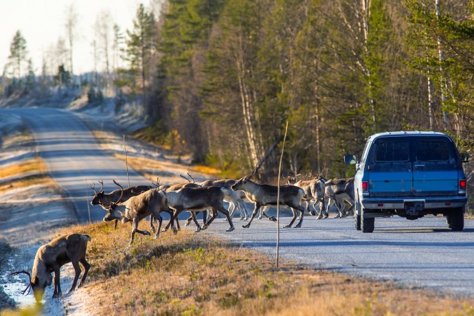 A dozen caribou cross a road in autumn as a blue truck is stopped waiting. One caribou drinks from a puddle on the side of the road.