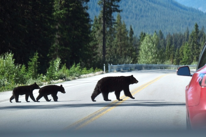 One mother black bear and two cubs cross on a paved road in front of a red car that is stopped.