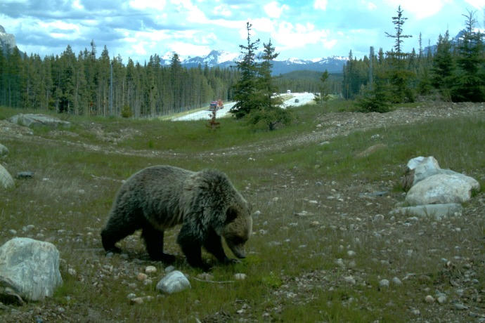 A brown bear walks along a grassy area alongside a fence with a highway behind it.