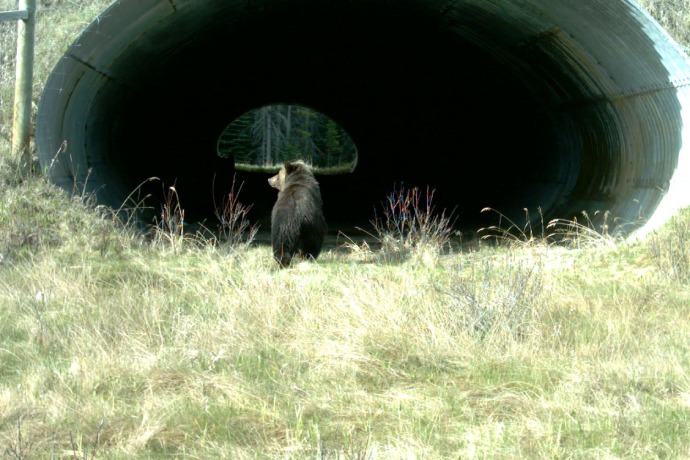 A black bear enters a wildlife underpass.
