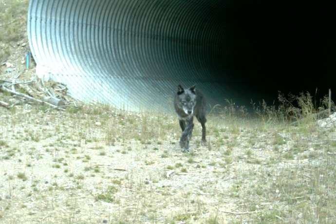 A black wolf exits from a large metal eco-passage.