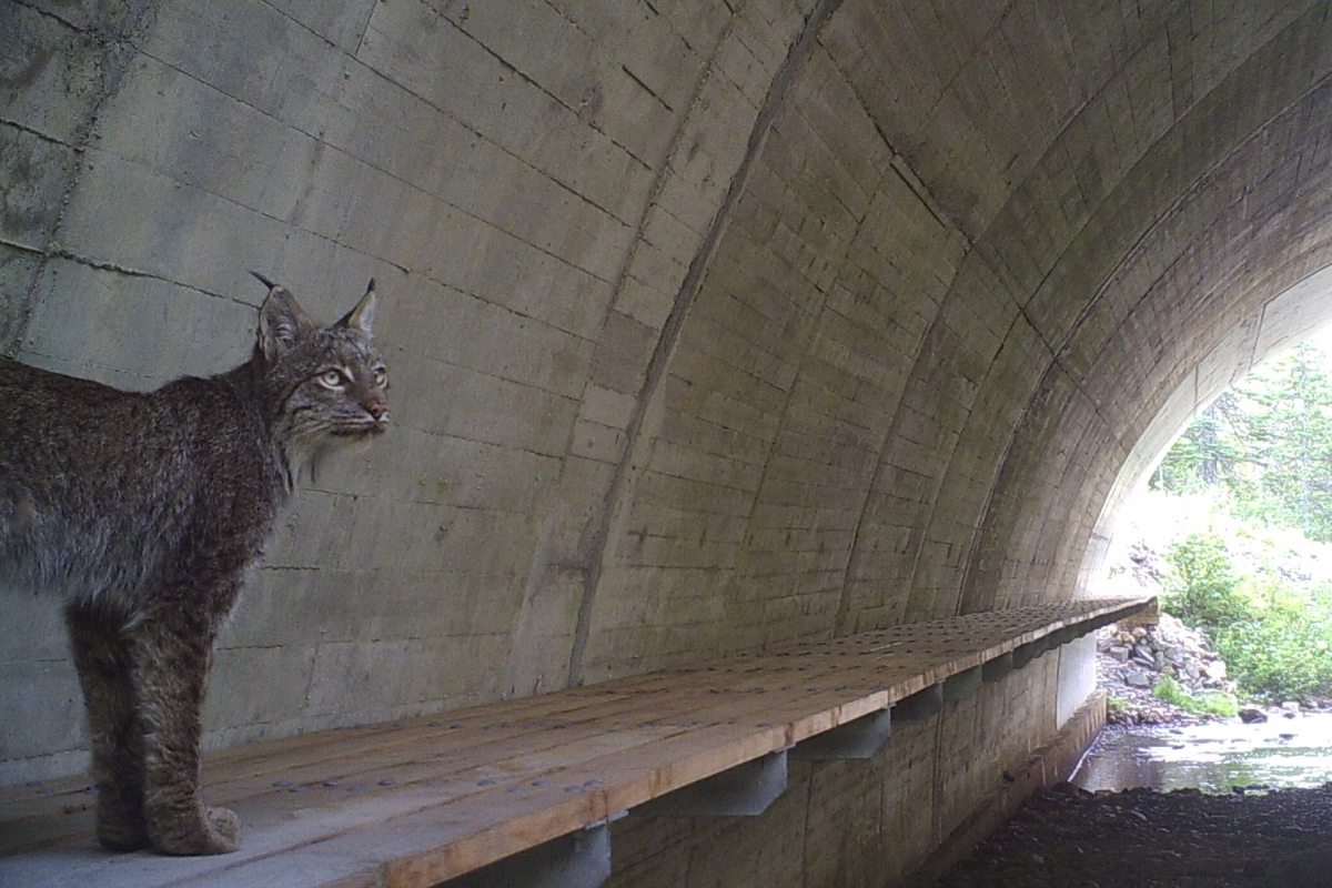 Un chat sauvage marche sur une plateforme qui traverse un tunnel de ciment arrondi et bien éclairé pour atteindre l’autre côté.