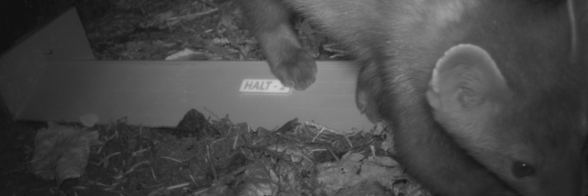 Un gros plan en noir et blanc d'un petit mammifère flou.