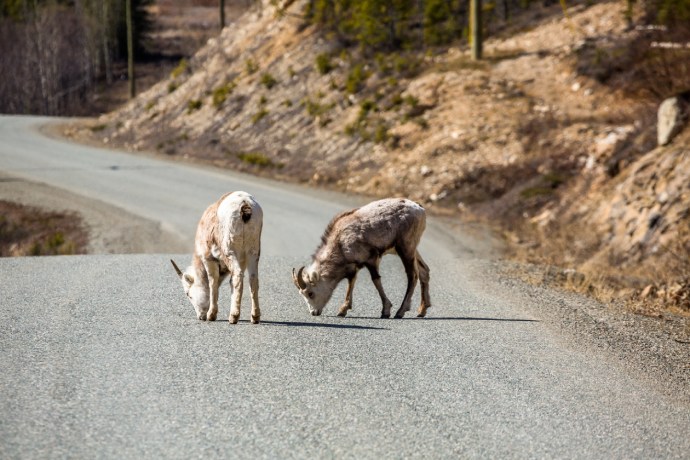 Two brown and white sheep with small horns both lick the pavement on the road.