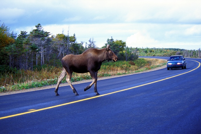 A large moose walks across a paved road as a car comes driving around a corner.