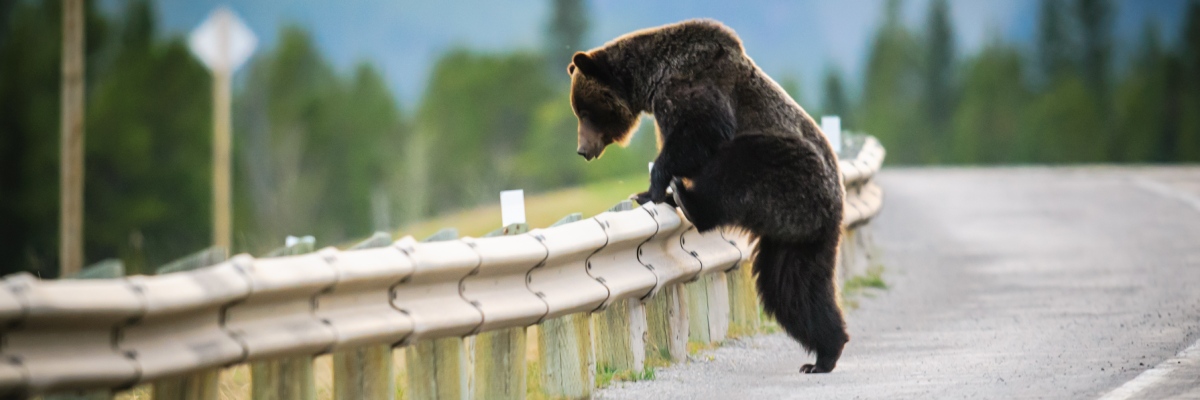 A large brown bear climbs over a metal railing along a paved road toward the forest side.