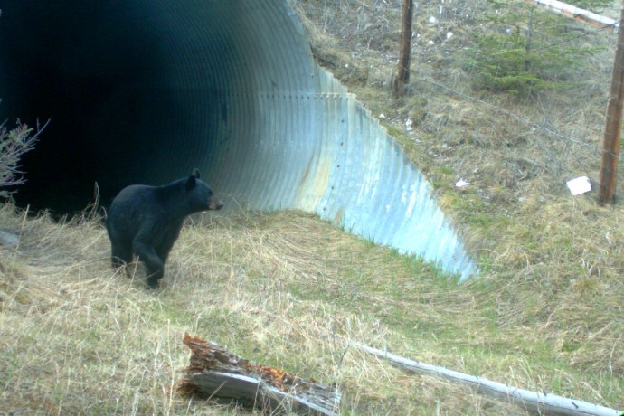A black bear exits a metal eco-passage and walks in the direction of a fence.