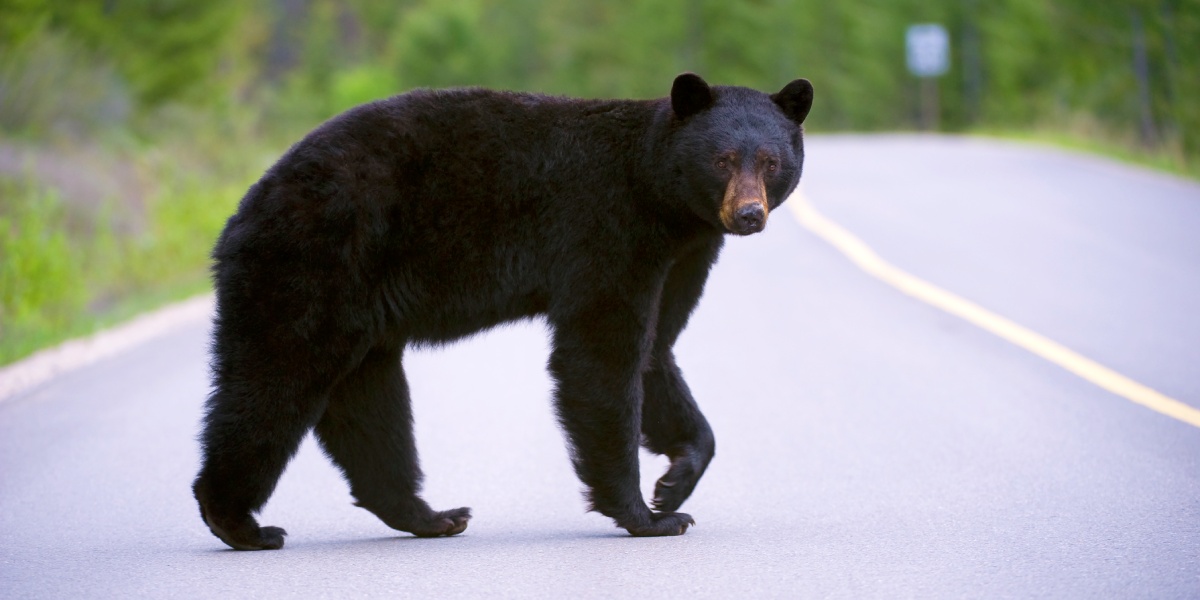 A black bear strolls across the road.