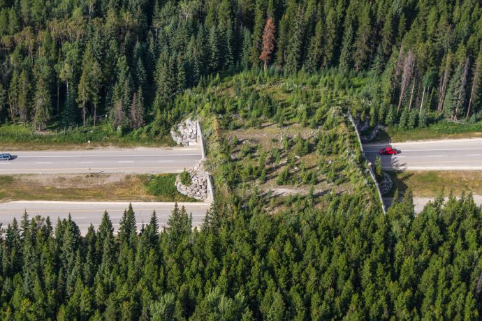 An aerial view of a wildlife overpass that crosses over a 4-lane highway with dense evergreen forests on either side of the highway.