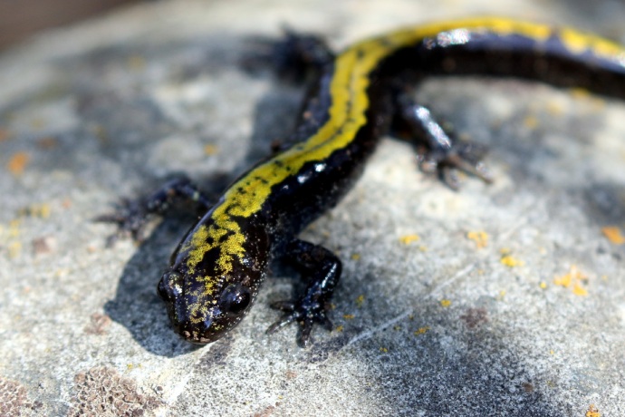 A close up of a black salamander with long fingers and toes and a yellow stripe from its head to its tail rests on a rock.
