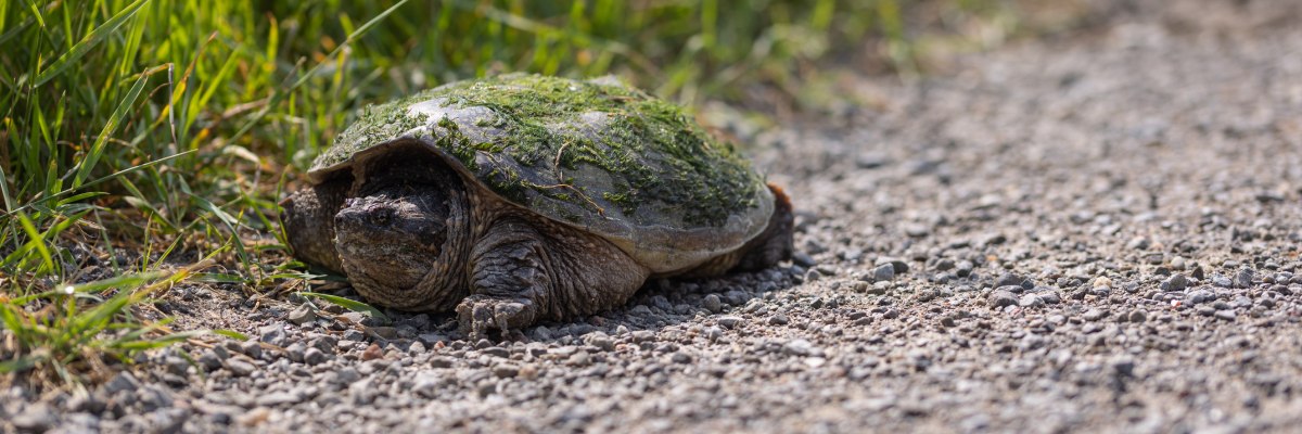 A turtle with moss growing on its shell rests on the gravely roadside beside some grass.