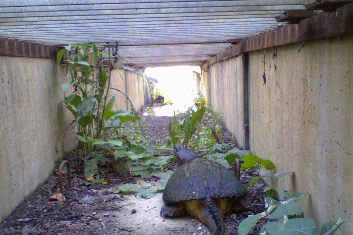 The back of an orange and brown turtle walks on the dirt floor of a well-lit square-shaped tunnel past some vegetation toward the other side.