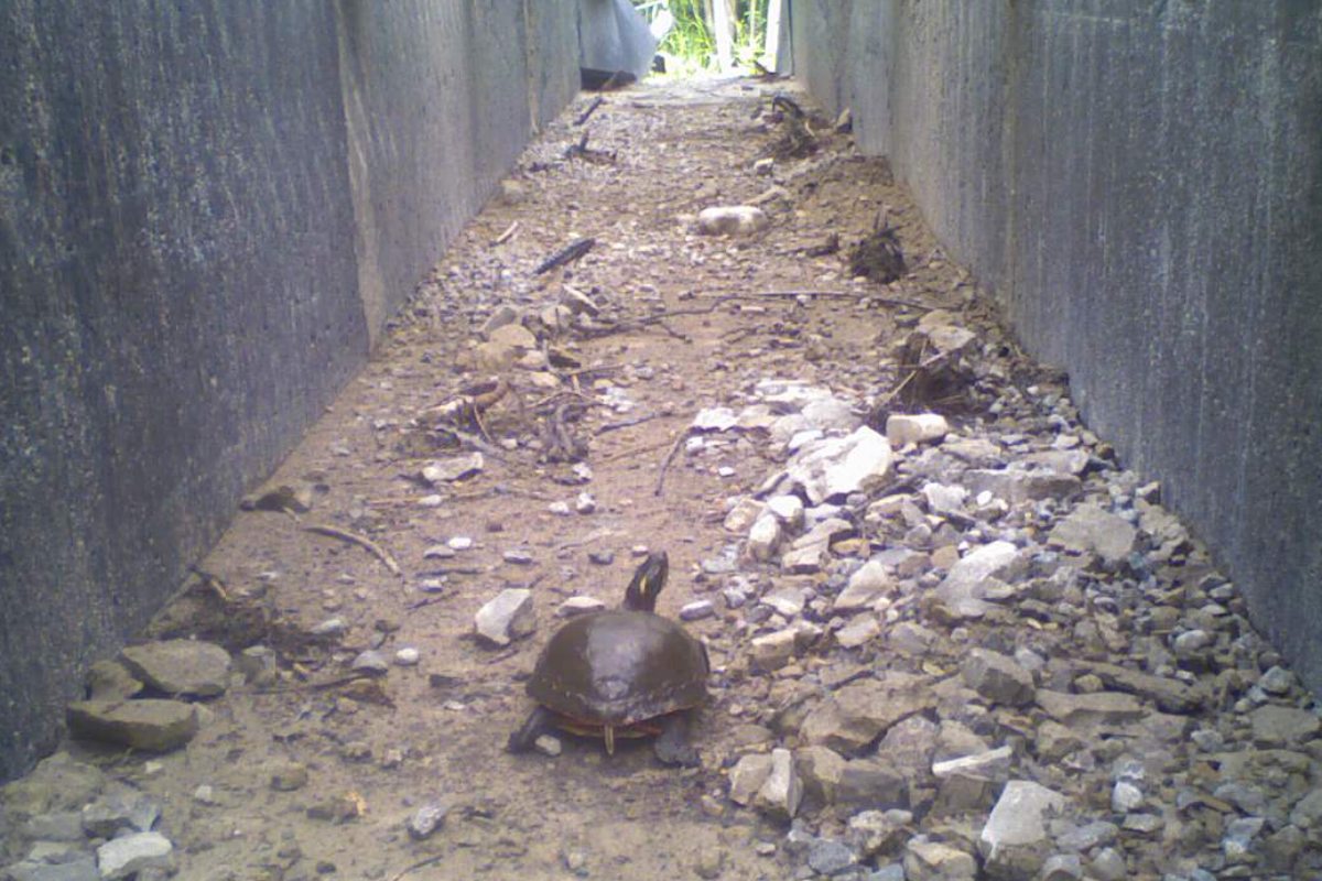 The back of a brown turtle walks on the dirt floor of a well-lit square-shaped tunnel past some rocks toward the other side.
