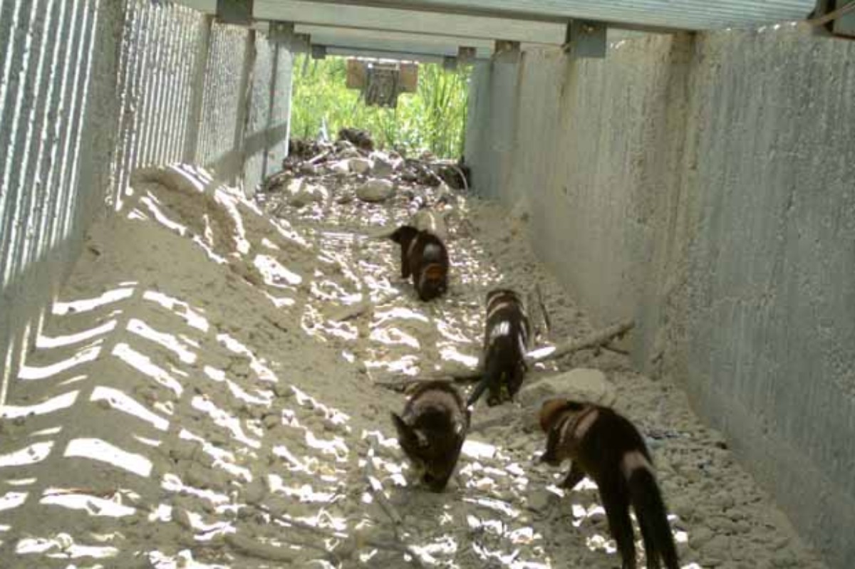 4 small brown animals with long tails walk under a well lit square-shaped tunnel toward the other side.