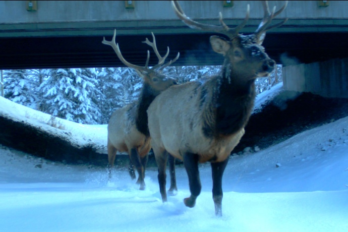 Two elk with large antlers exist from under a specially designed bridge.