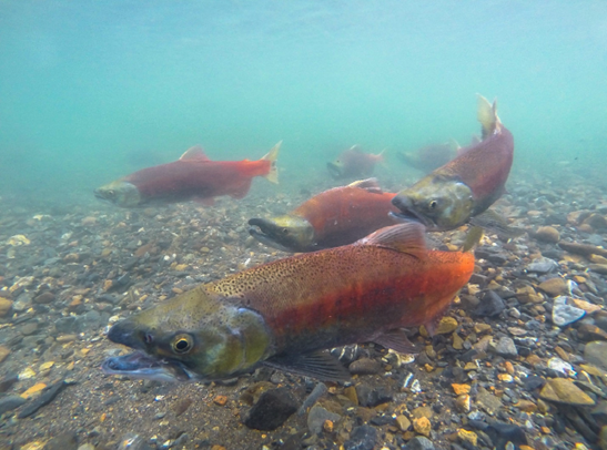 Underwater view of several salmon swimming over a rocky riverbed in clear blue-green water.