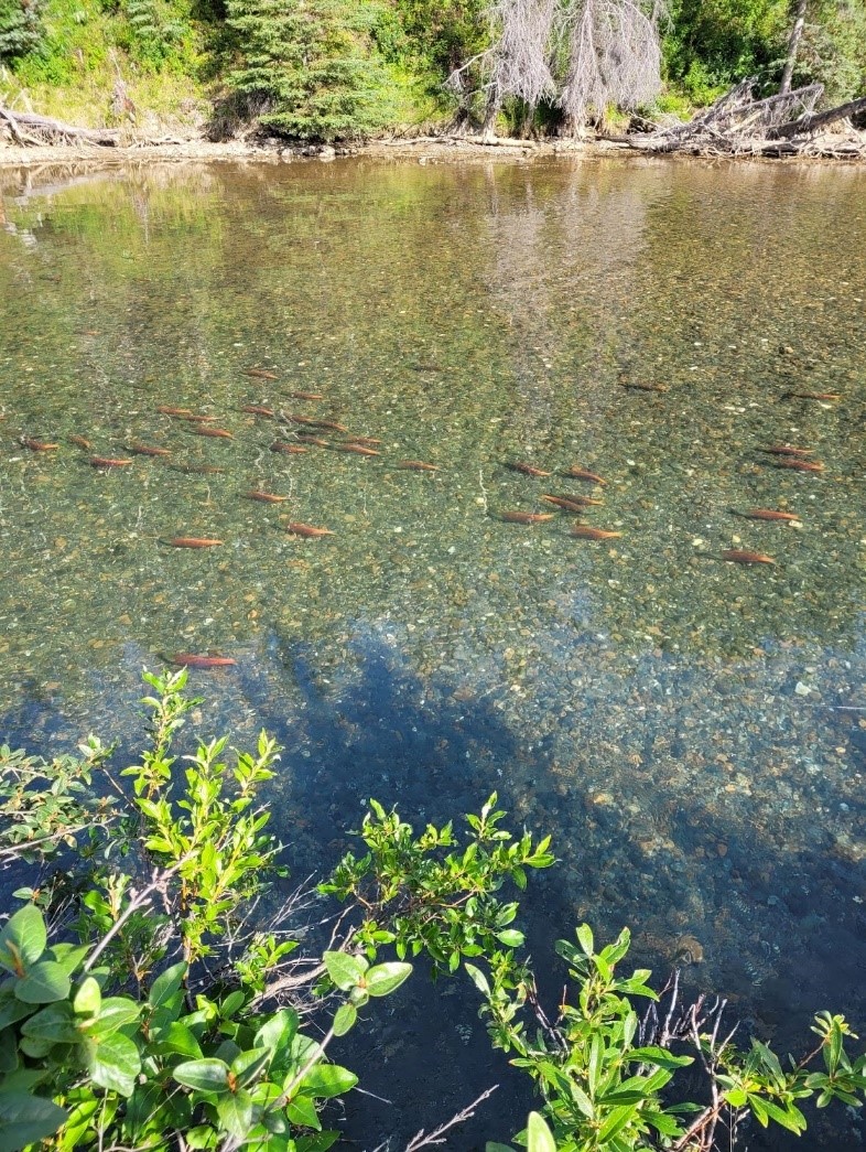 Fish swim in groups in a clear stream with a rocky bottom.