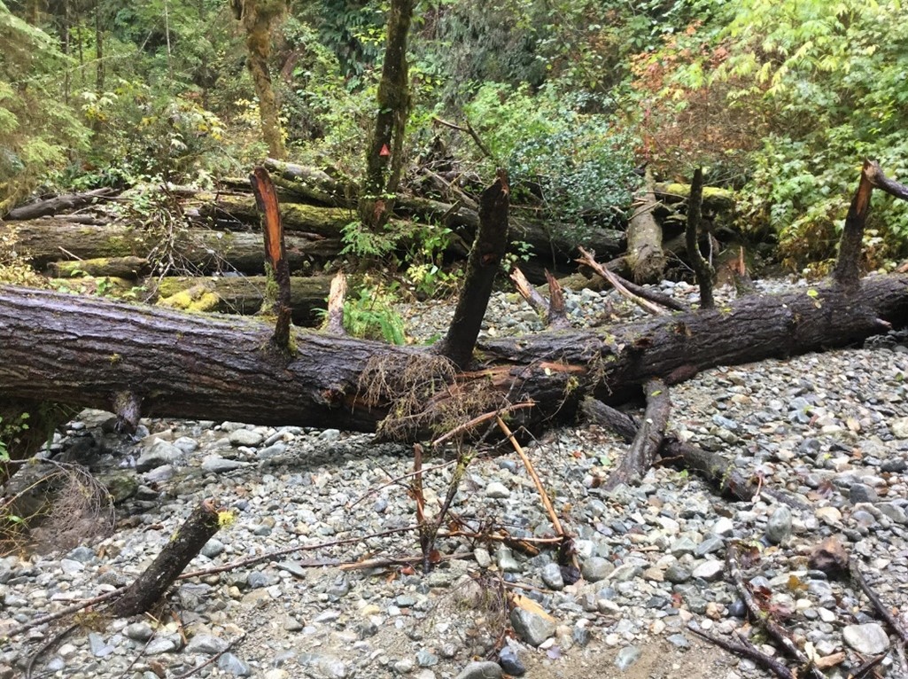 A fallen tree rests on rocky ground in a forested area.