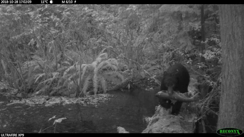 Black-and-white photo of a bear by a stream holding a large fish in its mouth, surrounded by dense vegetation and ferns.