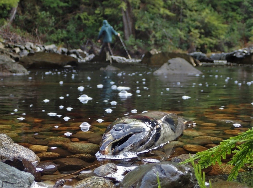 Close-up of a dead salmon on a rocky riverbed with bubbles floating on the water’s surface