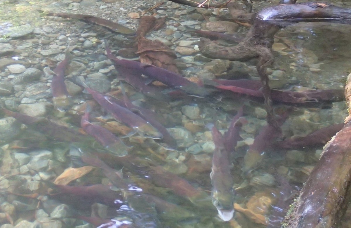 Fish swim in a clear, shallow stream with a rocky bottom, surrounded by submerged roots and branches.