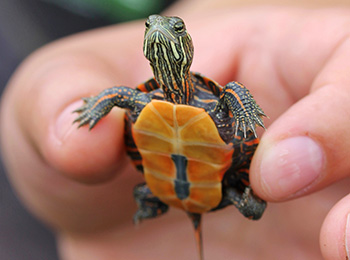 Un membre de l’équipe de Parcs Canada saisit délicatement un bébé tortue peinte qui révèle un superbe motif orange de la carapace inférieure et des marques jaunes et rouges sur le visage et le cou